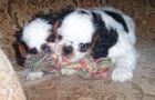 Krsn fena King CHarles spaniel