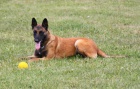 Belgick ovk malinois