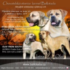 BOERBOEL BALLOTADA