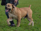 BOERBOEL BALLOTADA