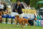 Rhod. ridgeback tata s PP