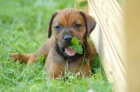 Rhod. ridgeback tata s PP