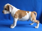 AMSTAFF teniatka s PP