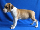 AMSTAFF teniatka s PP