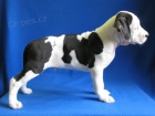 AMSTAFF teniatka s PP