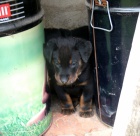 Beauceron ttka s PP ze zahraninho kryt