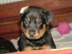 Beauceron ttka s PP ze zahraninho kryt