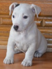posledn pejsek jack russell terier