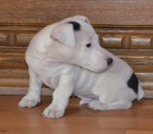 posledn pejsek jack russell terier