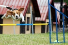 Agility - letn soustedn -vcvikov tbor