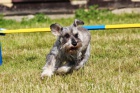 Agility - letn soustedn -vcvikov tbor