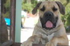 BOERBOEL BALLOTADA