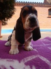 Basset Hound, Basset, Baset