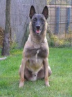 Belgick ovk malinois s PP