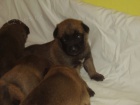 Belgick ovk malinois s PP