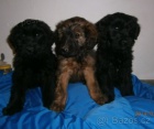 Briard - tata