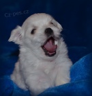 Malt�z��ek s pp