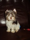 Biro yorkshire terrier - fenka s PP