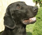 Flat Coated Retriever s PP