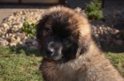 Leonberger tata s PP