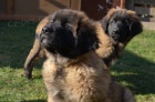 Leonberger tata s PP