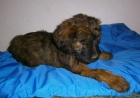 Briard