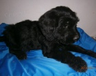 Briard