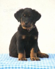 Beauceron tata s PP ze zahraninho kryt