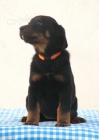 Beauceron tata s PP ze zahraninho kryt