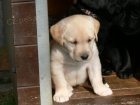 Labrador retriever tata ze zahraninho kryt