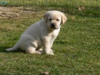 Labrador retriever tata ze zahraninho kryt