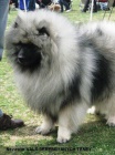 Keeshond / vl pic prodm tata s PP