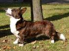 ttka Welsh corgi Cardigan