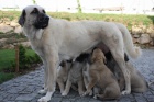 Anatolsk pasteveck pes - Kangal, tata s PP