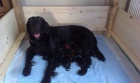 Flat Coated Retriever s PP -posledn nezadan pejsek