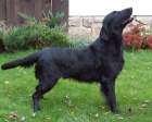 Flat Coated Retriever s PP -posledn nezadan pejsek