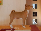 Prodm tn basenji