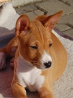 Prodm tn basenji