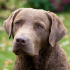 tata Chesapeake bay retrievera