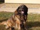 Leonberger s PP