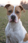 pitbulterier ke kryti