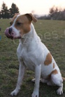 pitbulterier ke kryti