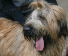 Briard