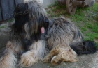 Briard