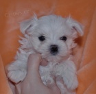 Malt�z��ek .luxusn� �t���tka s pp