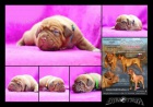 tata Bordeauxsk doga s PP FOR SALE