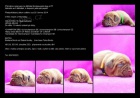 tata Bordeauxsk doga s PP FOR SALE