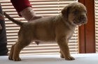 Chesapeake Bay Retriever ttka s PP