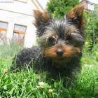 Jork��rsk� teri�r