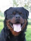 Rottweiler - tata s prkazem pvodu